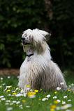 CHIEN NU CHINOIS 178